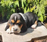 Charlie, a male Basset Hound for sale in Waterloo, NY – Photo 6 of 6