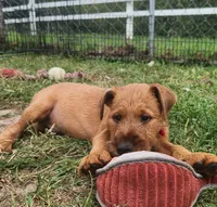Rex, a male Irish Terrier for sale in Waterloo, NY – 4 of 5