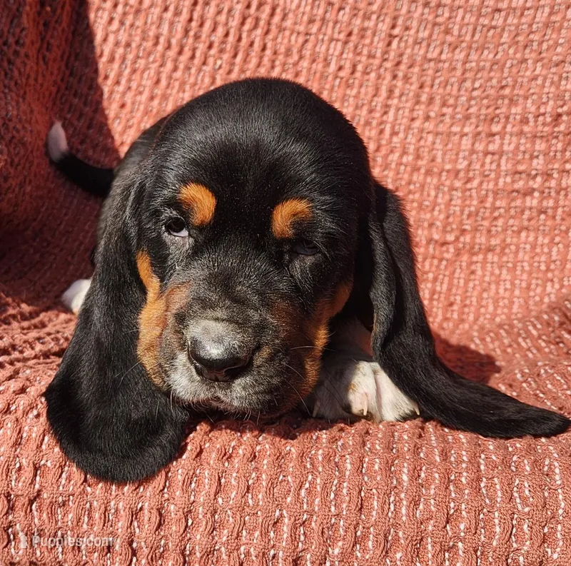 Wren – Basset Hound puppy for sale in Waterloo, NY