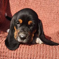 Wren, a female Basset Hound for sale in Waterloo, NY – Photo 1 of 7