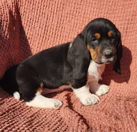 Wren, a female Basset Hound for sale in Waterloo, NY – Photo 4 of 7