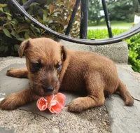 Rosie, a female Irish Terrier for sale in Waterloo, NY – 5 of 5