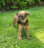 Leaf, a male Irish Terrier for sale in Waterloo, NY – 5 of 6