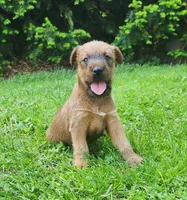 Daisy, a female Irish Terrier for sale in Waterloo, NY – 5 of 9