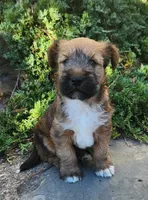 Buddy, a male Tibetan Terrier and Irish Terrier for sale in Waterloo, NY – 6 of 10