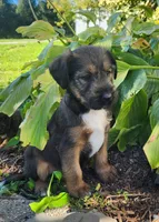 Bandit, a male Tibetan Terrier and Irish Terrier for sale in Waterloo, NY – 3 of 4