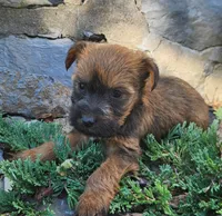 Bonnie, a female Tibetan Terrier and Irish Terrier for sale in Waterloo, NY – 3 of 3