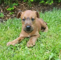 Brook, a female Irish Terrier for sale in Waterloo, NY – 4 of 5
