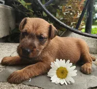 Rosie, a female Irish Terrier for sale in Waterloo, NY – 2 of 5