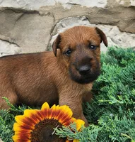 Ripley, a female Irish Terrier for sale in Waterloo, NY – 1 of 7