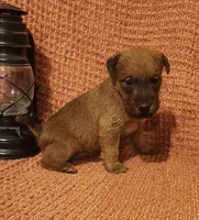 Brook, a female Irish Terrier for sale in Waterloo, NY – 6 of 8