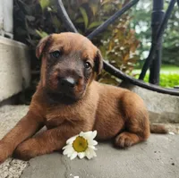 Rex, a male Irish Terrier for sale in Waterloo, NY – 4 of 6