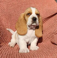 Finch, a male Basset Hound for sale in Waterloo, NY – Photo 7 of 10
