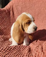 Finch, a male Basset Hound for sale in Waterloo, NY – Photo 10 of 10
