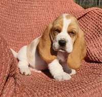 Finch, a male Basset Hound for sale in Waterloo, NY – Photo 9 of 10