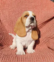 Finch, a male Basset Hound for sale in Waterloo, NY – Photo 5 of 10