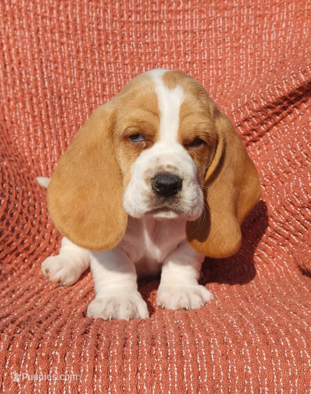 Finch – Basset Hound puppy for sale in Waterloo, NY