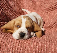 Finch, a male Basset Hound for sale in Waterloo, NY – Photo 3 of 10