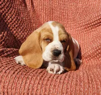 Finch, a male Basset Hound for sale in Waterloo, NY – Photo 6 of 10