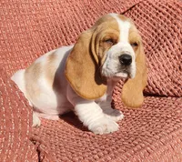 Finch, a male Basset Hound for sale in Waterloo, NY – Photo 8 of 10