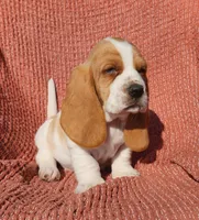 Finch, a male Basset Hound for sale in Waterloo, NY – Photo 2 of 10