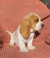 Finch, a male Basset Hound for sale in Waterloo, NY – Photo 4 of 10