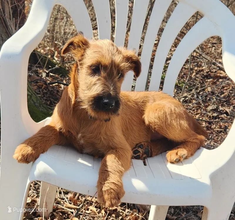 Honor – Irish Terrier puppy for sale in Waterloo, NY