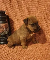 Brook, a female Irish Terrier for sale in Waterloo, NY – 7 of 8