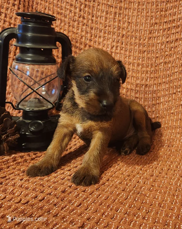 Leaf – Irish Terrier puppy for sale in Waterloo, NY