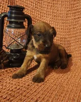 Leaf, a male Irish Terrier for sale in Waterloo, NY – 1 of 2