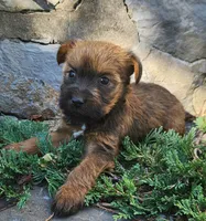 Bonnie, a female Tibetan Terrier and Irish Terrier for sale in Waterloo, NY – 2 of 3