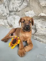 Rosie, a female Irish Terrier for sale in Waterloo, NY – 1 of 3