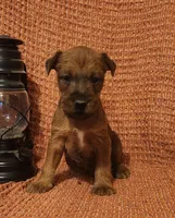 Daisy, a female Irish Terrier for sale in Waterloo, NY – 6 of 8