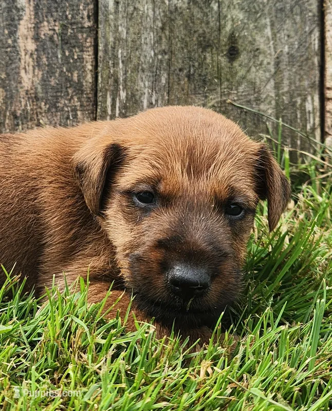 Rocco – Irish Terrier puppy for sale in Waterloo, NY