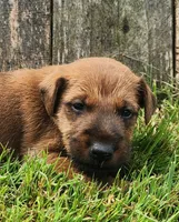 Rocco, a male Irish Terrier for sale in Waterloo, NY – 1 of 4