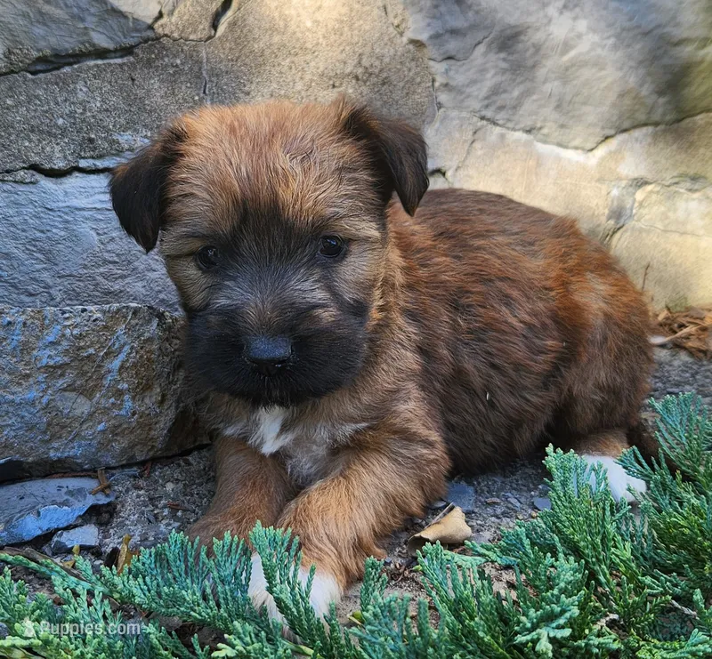 Belle – Tibetan Terrier, Irish Terrier puppy for sale in Waterloo, NY