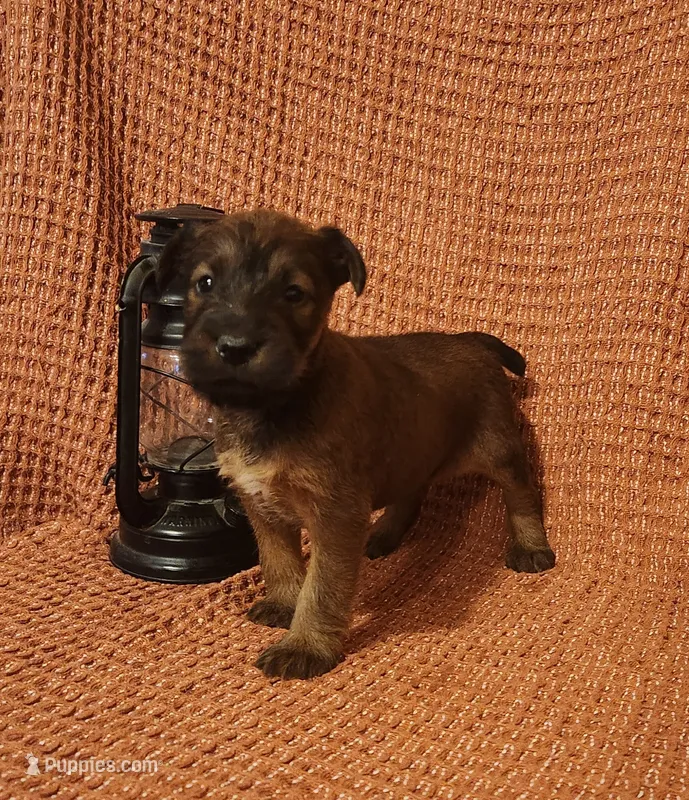 River – Irish Terrier puppy for sale in Waterloo, NY