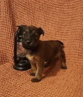 River, a female Irish Terrier for sale in Waterloo, NY – 1 of 5