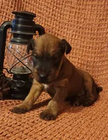 Leaf, a male Irish Terrier for sale in Waterloo, NY – 2 of 2
