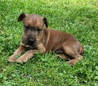 Brook, a female Irish Terrier for sale in Waterloo, NY – 5 of 5