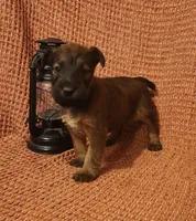 River, a female Irish Terrier for sale in Waterloo, NY – 3 of 5