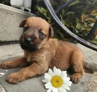 Ruby, a female Irish Terrier for sale in Waterloo, NY – 6 of 9