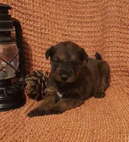 Sky, a male Irish Terrier for sale in Waterloo, NY – 2 of 3