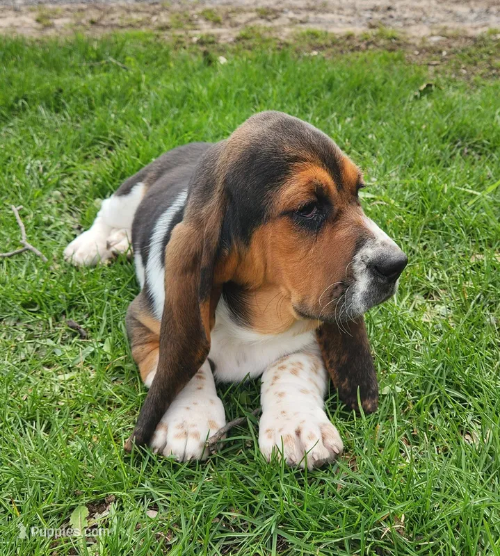 Robin – Basset Hound puppy for sale in Waterloo, NY