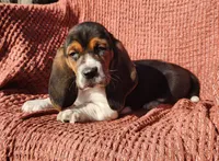 Robin, a female Basset Hound for sale in Waterloo, NY – Photo 10 of 10