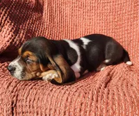 Robin, a female Basset Hound for sale in Waterloo, NY – Photo 9 of 10