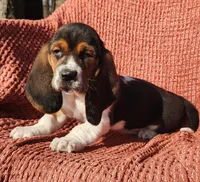 Robin, a female Basset Hound for sale in Waterloo, NY – Photo 7 of 10