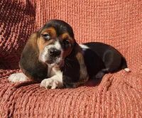 Robin, a female Basset Hound for sale in Waterloo, NY – Photo 8 of 10