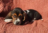 Robin, a female Basset Hound for sale in Waterloo, NY – Photo 6 of 10