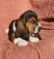 Robin, a female Basset Hound for sale in Waterloo, NY – Photo 3 of 10